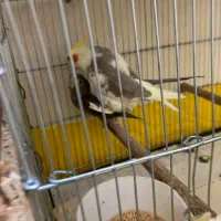 یه تعداد عروس(جوجه و بالغ)ملنگو-راهب-گیرینچیک|پرنده|رشت, یخسازی|دیوار