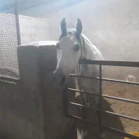 مادیون و نریون|اسب و تجهیزات اسب‌سواری|خمینی‌شهر, |دیوار