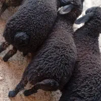 1عدد بره چاق درجه یک|حیوانات مزرعه|قم, تعویض پلاک|دیوار