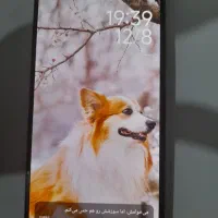 شیامی می ۱۱ ای|موبایل|نورآباد ممسنی, |دیوار