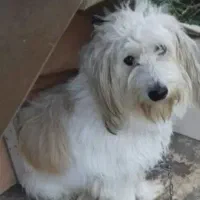 سگ‌شیتزوتریر