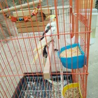 عروس هلندی|پرنده|قشم, |دیوار