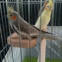 سه تا عروس هلندی