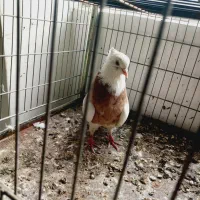 نر طوقی سرور مهر|پرنده|اردکان, |دیوار