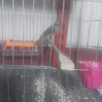 دو عدد قناری قرص