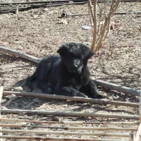 توله سگ قهدریجانی|سگ|شهرضا, |دیوار