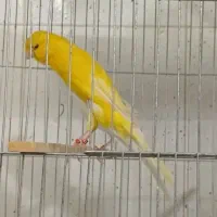 قناری رسمی بلند|پرنده|یزد, |دیوار