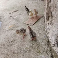 جوجه بوقلمون