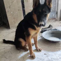 سگ ژرمن|سگ|کرج, باغستان|دیوار