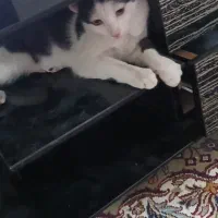 گمشده|گربه|قم, سالاریه|دیوار