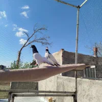 کفتر تیدی به شرط