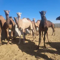 شتر هاشی بلوون دورگه چاق بدون شکم