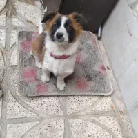 توله پاکوتا