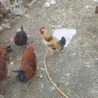 خروس محلی|حیوانات مزرعه|نوشین شهر, |دیوار