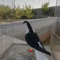 کفتر ساده سیاه|پرنده|مشهد, حجت|دیوار