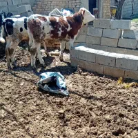 یک عدد گوساله نر