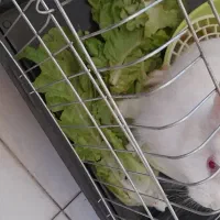 بچه خرگوش سفید