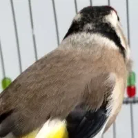 معاوضه با سهره