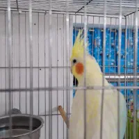 عروس هلندی لوتینو تاج بلند|پرنده|تهران, شهرک نفت|دیوار