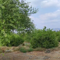 باغ مخصوص ویلا|فروش خانه و ویلا|رودان, |دیوار