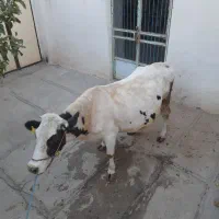 دو راس گاو|حیوانات مزرعه|دیواندره, |دیوار