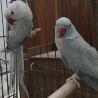 جفت طوطی ملنگو آبی اوپال