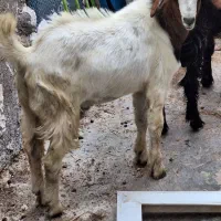 نر مست