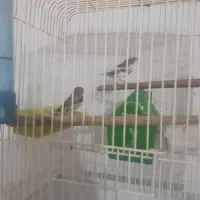 فروش یه جفت فنچ یا معاوضه با مرغ عشق دستی|پرنده|ملارد, |دیوار