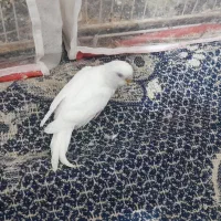 جوجه مرغ عشق سفید|پرنده|بیرجند, |دیوار