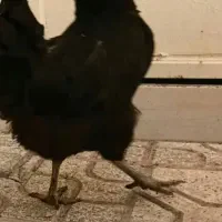 مرغ سیاه