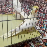 یک جفت عروس هلندی