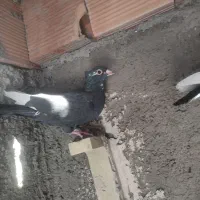 سهتا پلنگ دوتاکلای  یک کوسه سوراخی|پرنده|کرمان, |دیوار