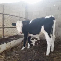 گوساله ماده جنس شیری|حیوانات مزرعه|گمیشان, |دیوار