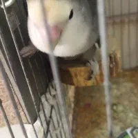 جفت کوتوله مارال رنگ کاسکویی