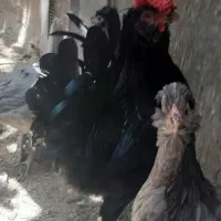 تخم مرغ و جوجه گلین ریشی چهل تاج فروشی|حیوانات مزرعه|سیرجان, |دیوار