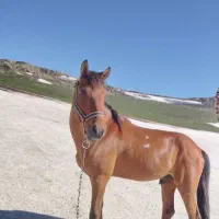 اسب|اسب و تجهیزات اسبسواری|رحیمآباد, |دیوار