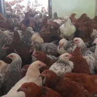 جوجه خروس ۳/۵ ماهه گلپایگانی