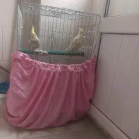 عروس هلندی نر و ماده