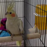 عروس هلندی