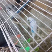 مرغ عشق|پرنده|گرگان, |دیوار