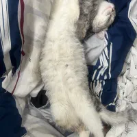 گربه ماده جفت گیری