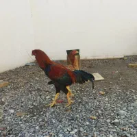 مرغ و خروس لاری اصیل