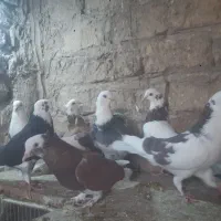 شازده.ابلغ|پرنده|قم, امامزاده ابراهیم|دیوار