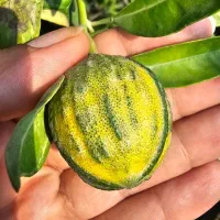 فروش انواع نهال،گل و گیاه و خاک بصورت کلی و جزئی