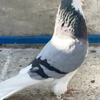 کبوتر رفتنی