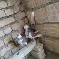 نر کله دم سبز شمرونی ماده سفید نر شازده ومادهذسرخ|پرنده|اصفهان, دانشگاه اصفهان|دیوار