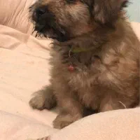 واگذاری سگ شیتزو فلت