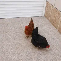 مرغ تخم کن