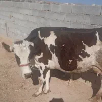 یک عدد گاو و گوساله سمینتال