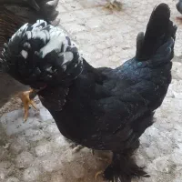 مرغ محلی تخمگذاراردک ماده